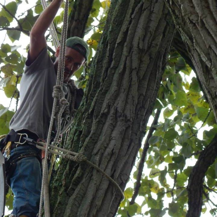 Climber resting against deeply furrowed bark