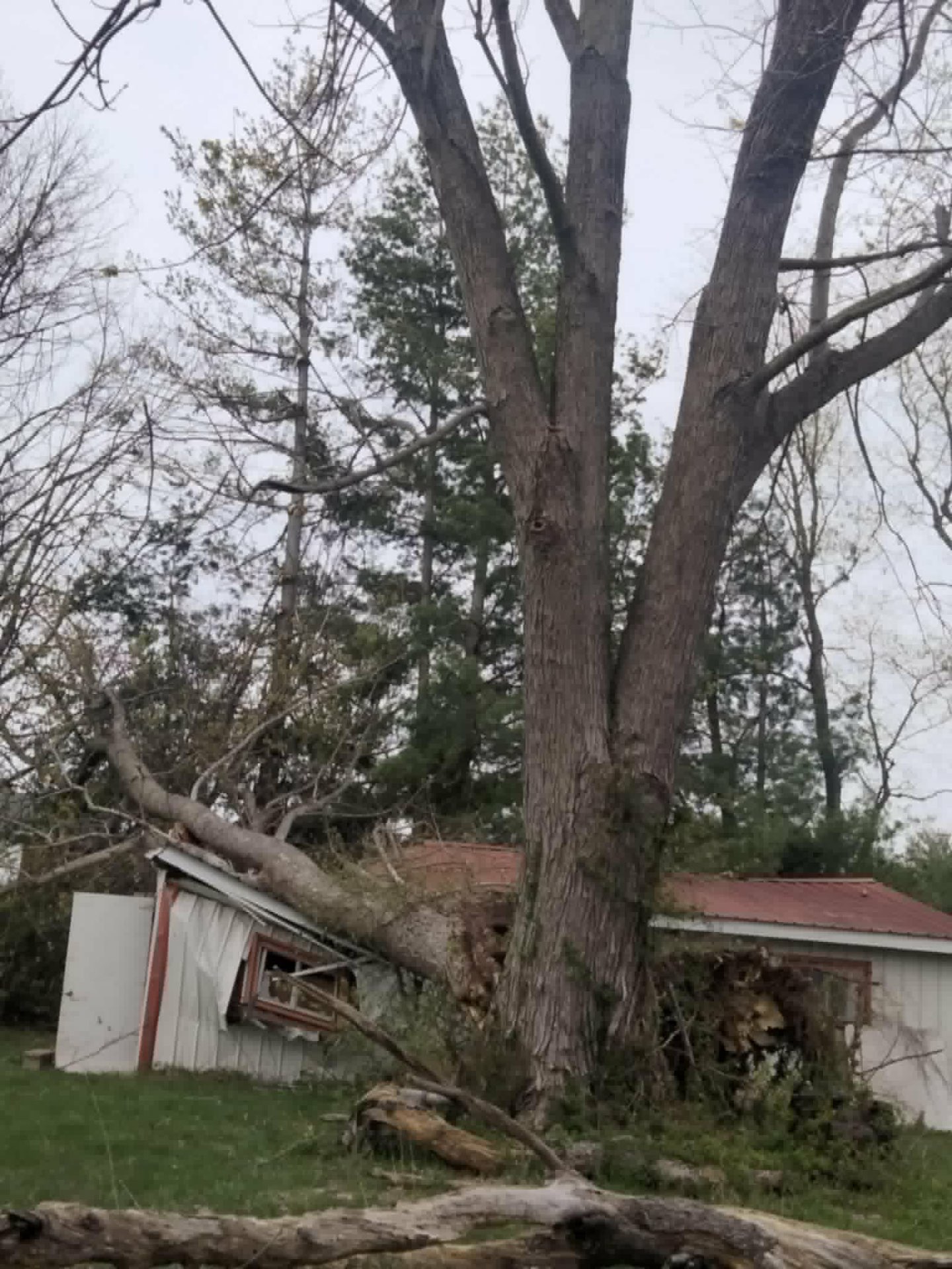 Large tree fallen onto an outbuilding after a storm