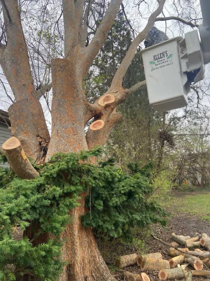 Allen's Tree Service bucket lowering branches over a shrub