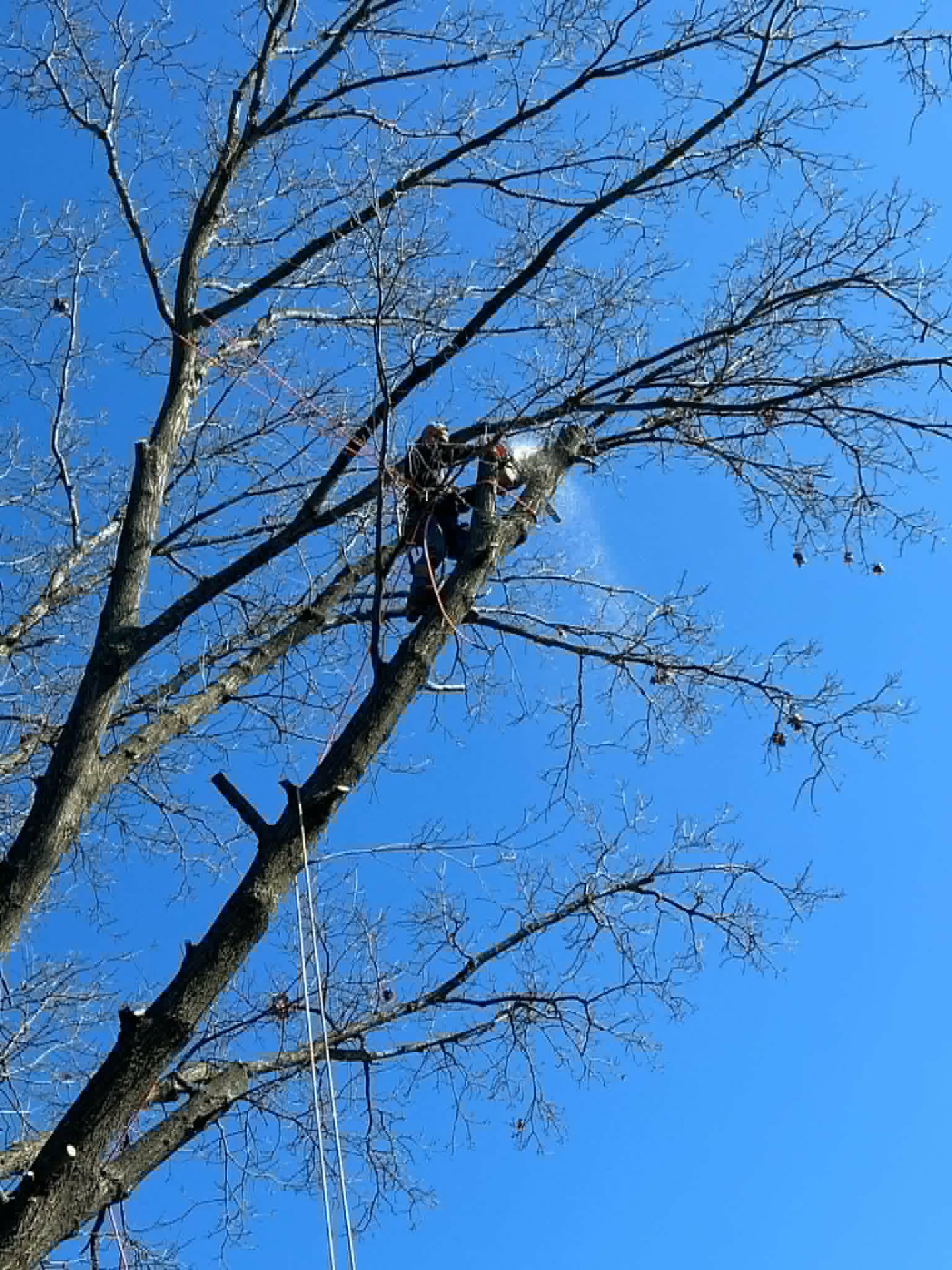 Climber high in a bare winter canopy