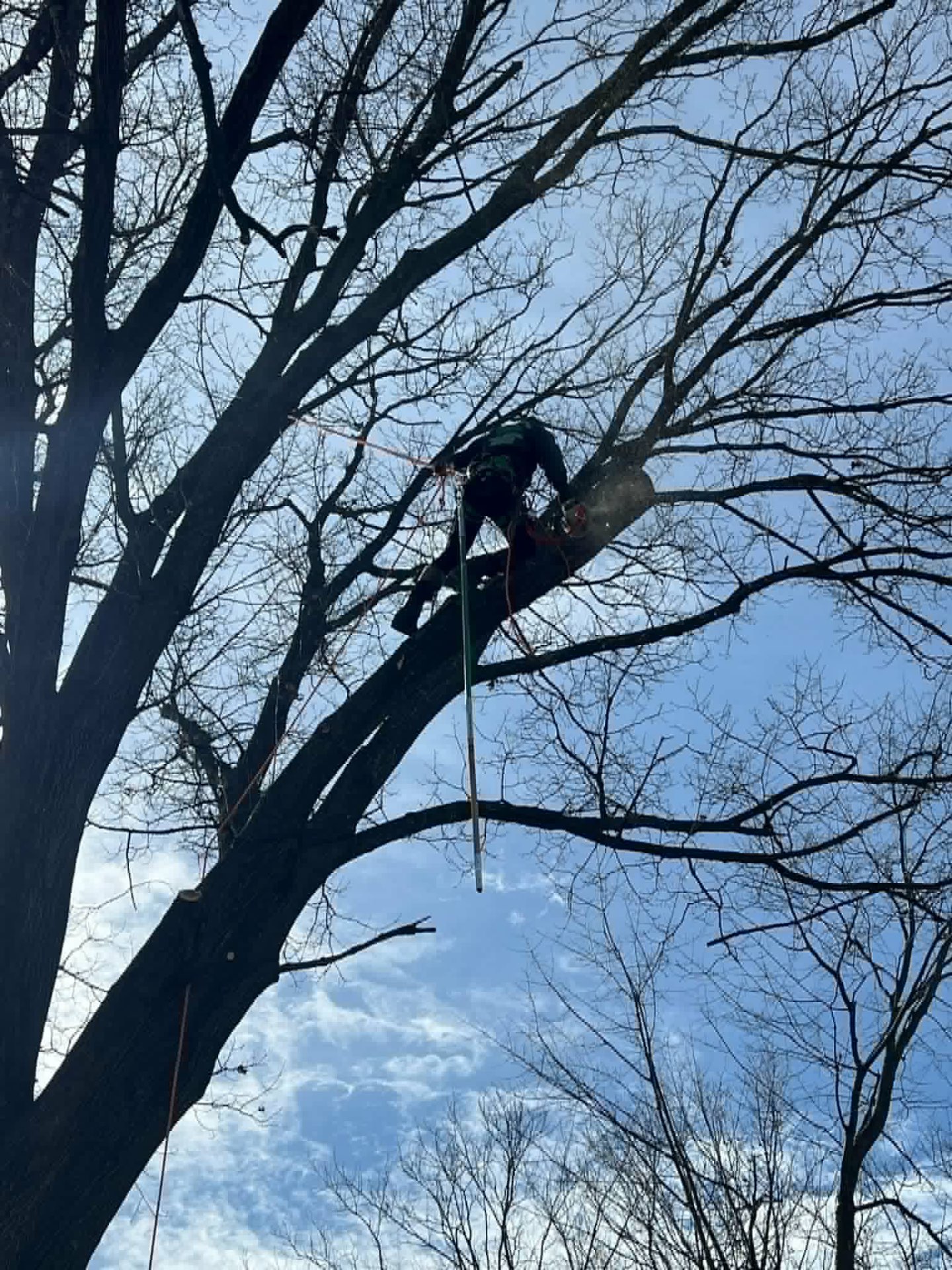 Climber silhouetted in the canopy of a tall hardwood