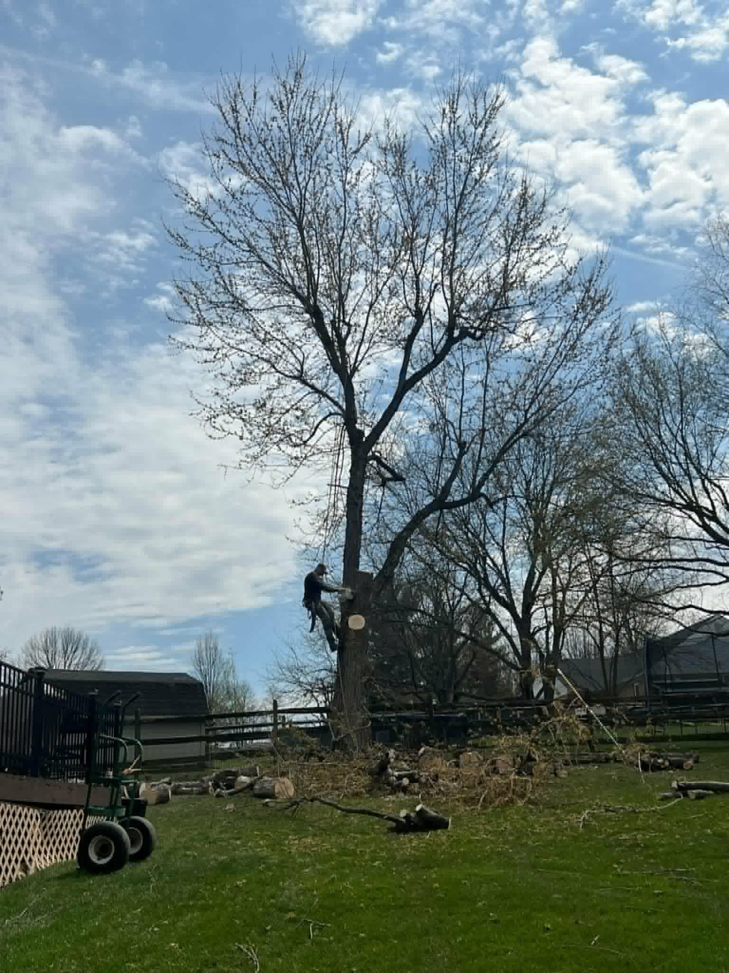 Climber working a tall backyard removal