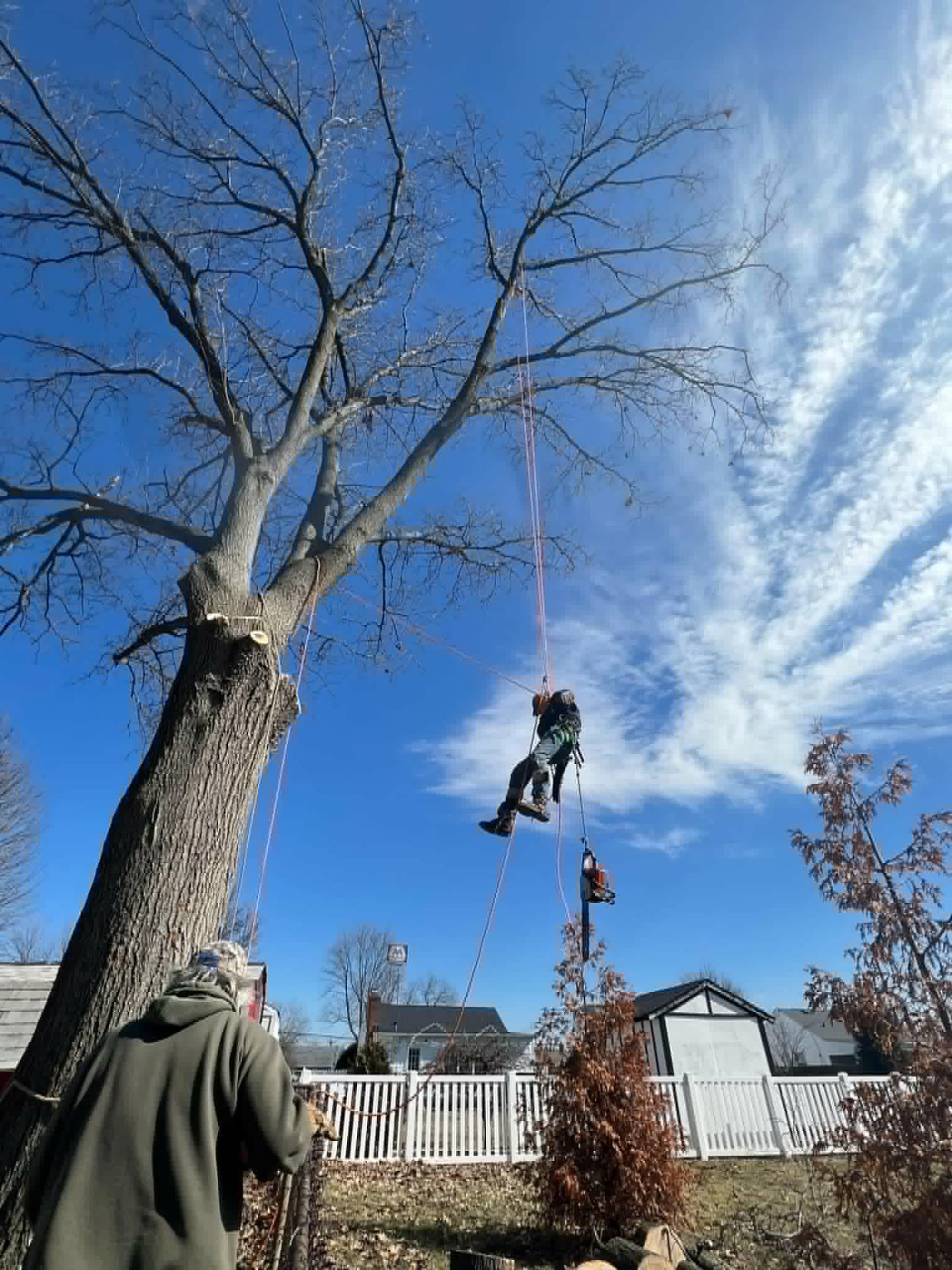 Climber rigging a heavy limb out of a tree