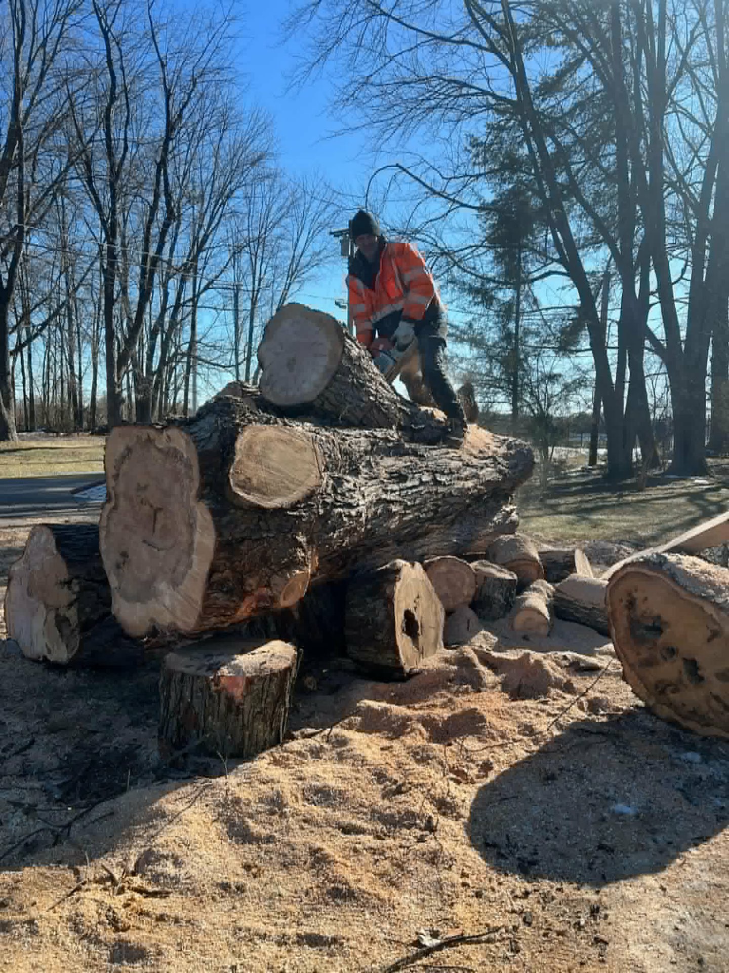 Crew member in hi-vis bucking a massive log into rounds