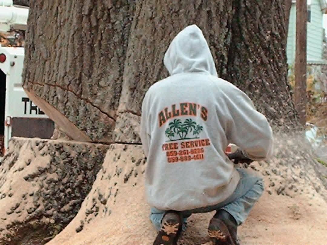 Allen's Tree Service crew member making a face cut on a large trunk