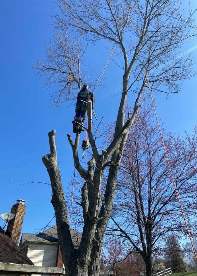 Climber trimming a budding tree in spring