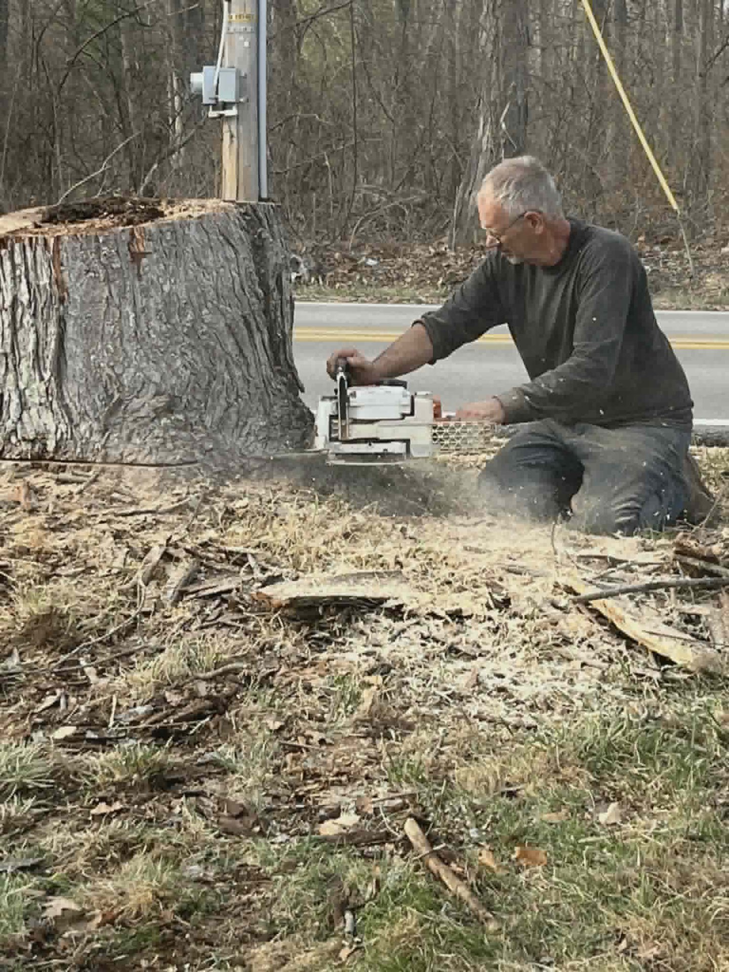 Crew member flush-cutting a large stump with a chainsaw
